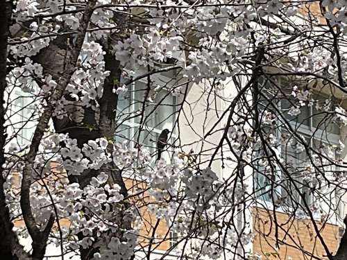 IMG_1152.jpeg