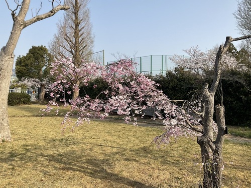 IMG_1163.jpeg